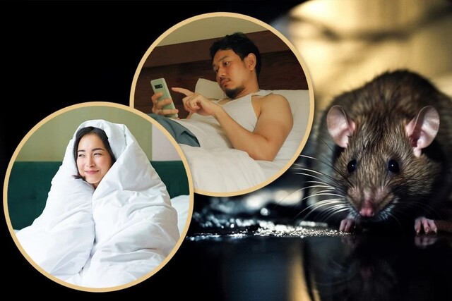 5 Fakta Exclusive “Rat People China” di Kalangan Generasi Muda — Apa Maknanya?