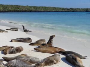 pangkalan militer as di ekuador