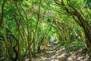 lokasi nyata studio ghibli